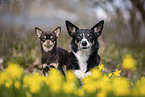 dogs