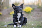 male Border Collie
