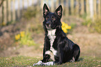 male Border Collie