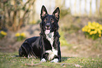 male Border Collie