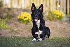 male Border Collie
