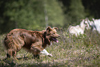 Border Collie with Buren boer