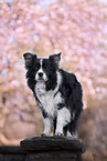 Border Collie in spring