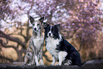 2 dogs