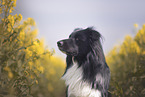male Border Collie