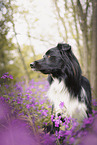 male Border Collie