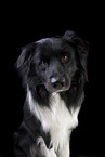 male Border Collie