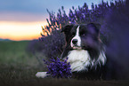 male Border Collie