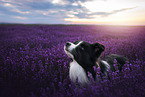male Border Collie