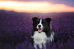 male Border Collie