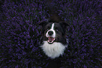 male Border Collie