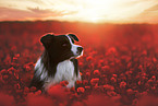 male Border Collie