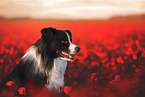 male Border Collie