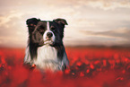 male Border Collie