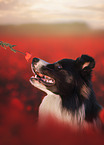 male Border Collie
