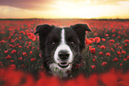 male Border Collie