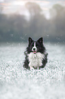 male Border Collie