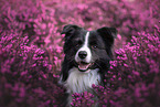 young male Border Collie