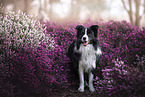 young male Border Collie