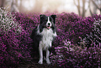young male Border Collie