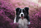 young male Border Collie