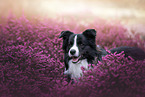 young male Border Collie