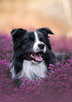 young male Border Collie