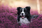 young male Border Collie