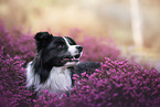 young male Border Collie