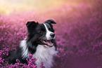 young male Border Collie