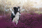 young male Border Collie