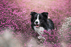 young male Border Collie