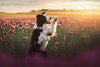 male Border Collie