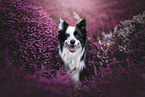 female Border Collie