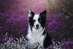 female Border Collie