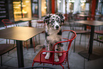 Border Collie Puppy