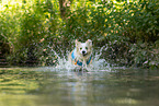Border Collie in water