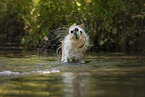 Border Collie in water