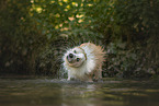 Border Collie in water