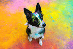 coloured Border Collie