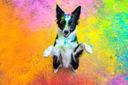 coloured Border Collie