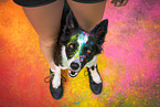 coloured Border Collie