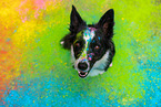 coloured Border Collie