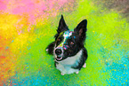 coloured Border Collie