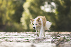 Border Collie on the shore