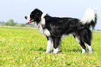 black-and-whit Border Collie