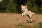 australianred Border Collie