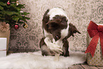 female Border Collie