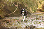 adult Border Collie