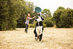adult Border Collie